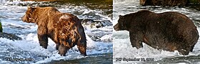 Two photos of a bear. It is skinny in the image labelled July 16, 2019. It is fat in the image labelled September 10, 2019.