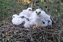 Three fluffy, white chicks in a nest