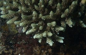 A. selago, vista de coralitos, isla Poruma, Australia