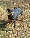 Pinscher nain mâle adulte avec un pelage brun et noir, des oreilles coupées et une queue coupée