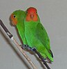 A pair of Red Faced Lovebirds, two mainly green parrots with the orange-headed female seen in profile and the red-headed male looking at the viewer