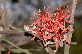 Amyema linophylla