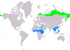 Distribución de Anthus cervinus