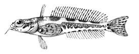 Artedidraco loennbergi