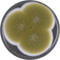 Aspergillus pseudotamarii growing on MEAOX plate