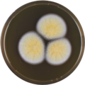 Aspergillus westlandensis growing on MEAOX plate