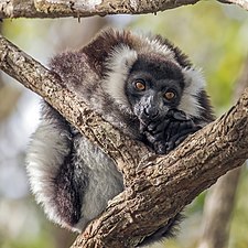 Black and white ruffed lemur Varecia variegata variegata