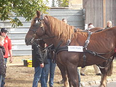 Draft horse (Breton)