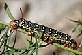 Caterpillar of the spurge hawk-moth, near Binn, Valais, Switzerland at c. 2 km altitude.