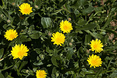 Description de l'image Calendula maritima 0030.jpg.