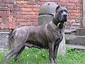 Cane corso