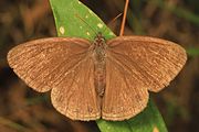 Adult, dorsal view.