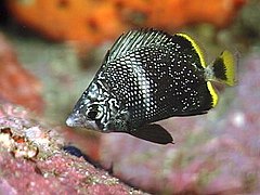 Chaetodon daedalma