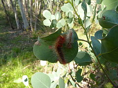 Chenuala heliaspis (Anthelidae, Anthelinae)