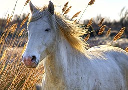 Tête d'un cheval blanc