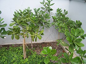 Clusia fluminensis