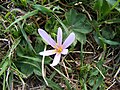 Colchicum alpinum dans le Val Ferret.