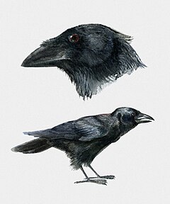 Description de l'image Corvus palmarum.jpg.