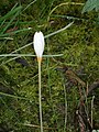 Crocus ochroleucus