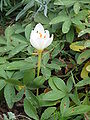 Crocus pulchellus 'Zephyr'