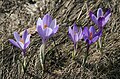 Crocus vernus subsp. vernus dans les Apennins