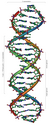 An overview of the structure of DNA