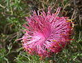 Isopogon dubius