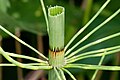 Equisetum fluviatile - fusto cavo tagliato per esporre la larga cavità centrale.