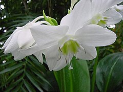 Eucharis amazonica.