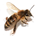 Female A. borealis ovipositing eggs into the abdomen of a worker honey bee