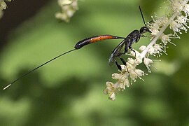 Ovipositor de Gasteruption jaculator