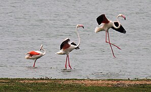 Flamingos at Ameenpur