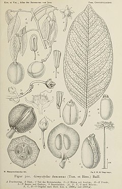 Description de l'image Gonystylus bancanus.jpg.