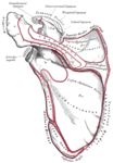 Left scapula. Dorsal surface. (Superior border labeled at center top.)