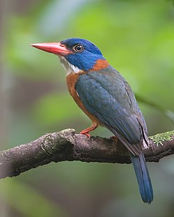 Grönryggig kungsfiskare (A. monachus)