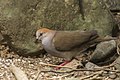 Grey-chested dove