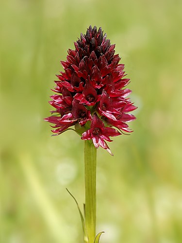 Соцветие орхидеи кокушника релликонского (Gymnadenia rhellicani)