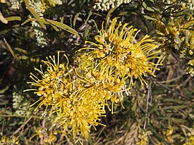 Цветущая Hakea macrocarpa.