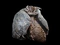 Cuore e polmoni umani plastinati