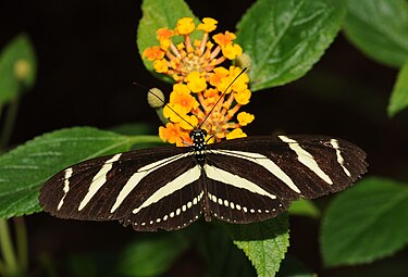 Heliconius charithonia