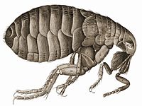 Robert Hooke's drawing of a flea in Micrographia, 1665