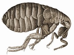 'Flea' - delwedd enwog gan Robert Hooke yn Micrographia, 1665