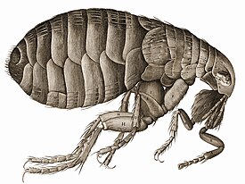 Robert Hooken Micrographia-kirjan kuva vuodelta 1664