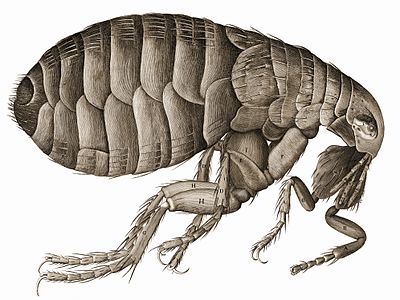 Flea, by Robert Hooke