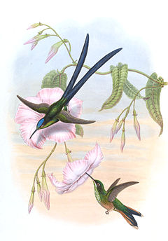 Description de l'image Hylonympha macrocerca.jpg.