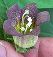 Atropa belladonna L. Single flower angled to show both exterior and interior.