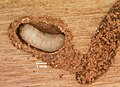 Ips grandicollis larva