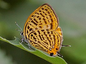 Зефир пятнистый (Japonica saepestriata)