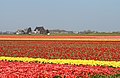 Lisse, tulip fields in different colours