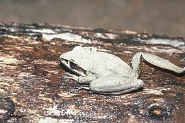 Litoria latopalmata